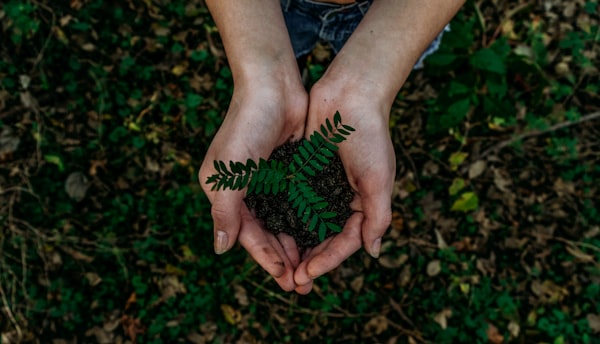 Hands holding a young sapling ready for planting